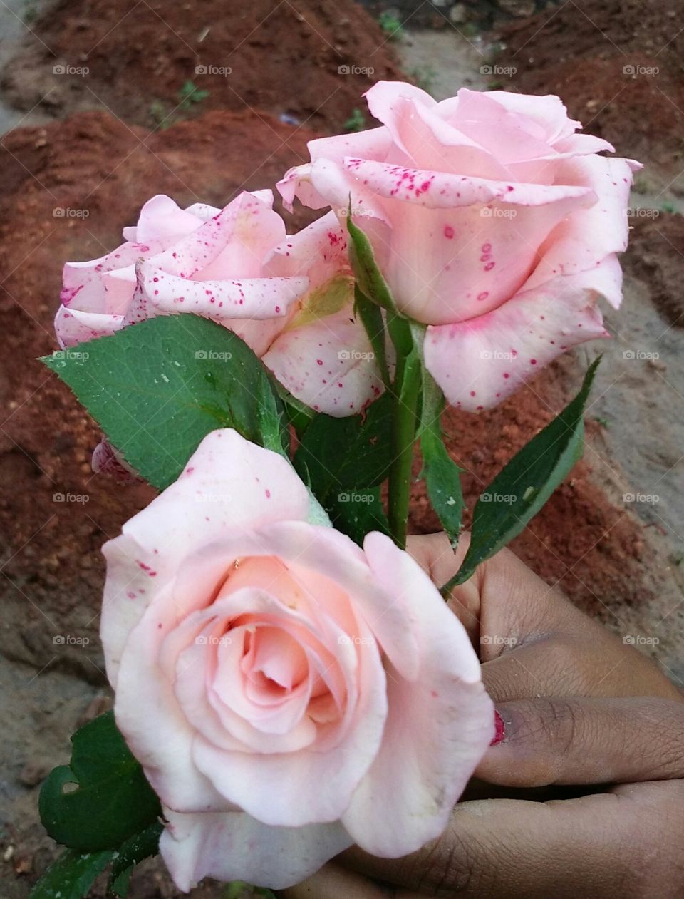 the beautiful roses