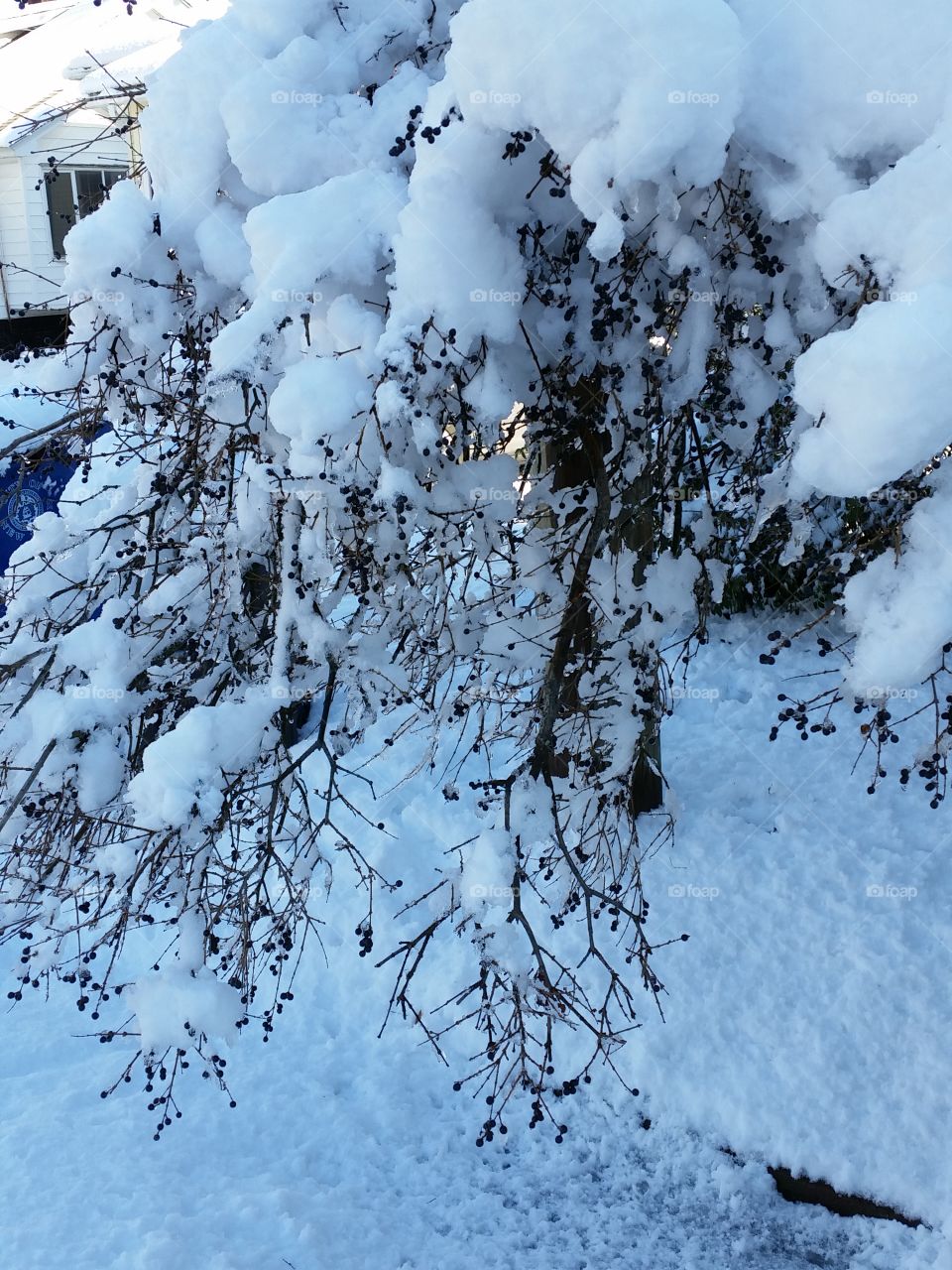 Snow on tree branches after a blizzard