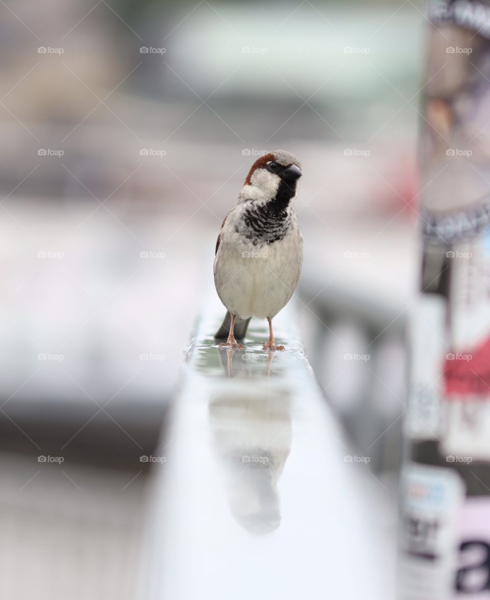 a curious little sparrow at the port of Hamburg