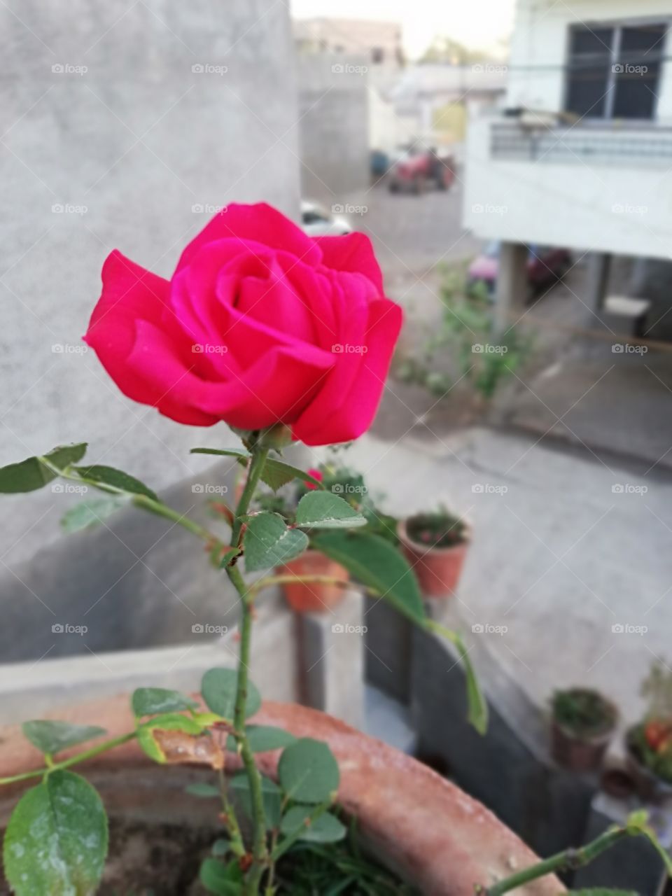 Awesome rose natural of beautiful smell and love natural beauty of romantic rose