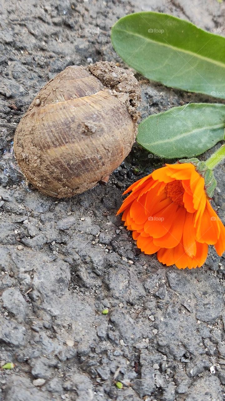 Calendula and the snail