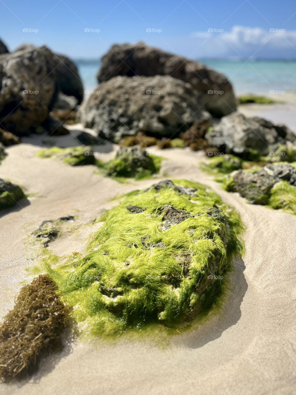Rocks and algae in the sand 