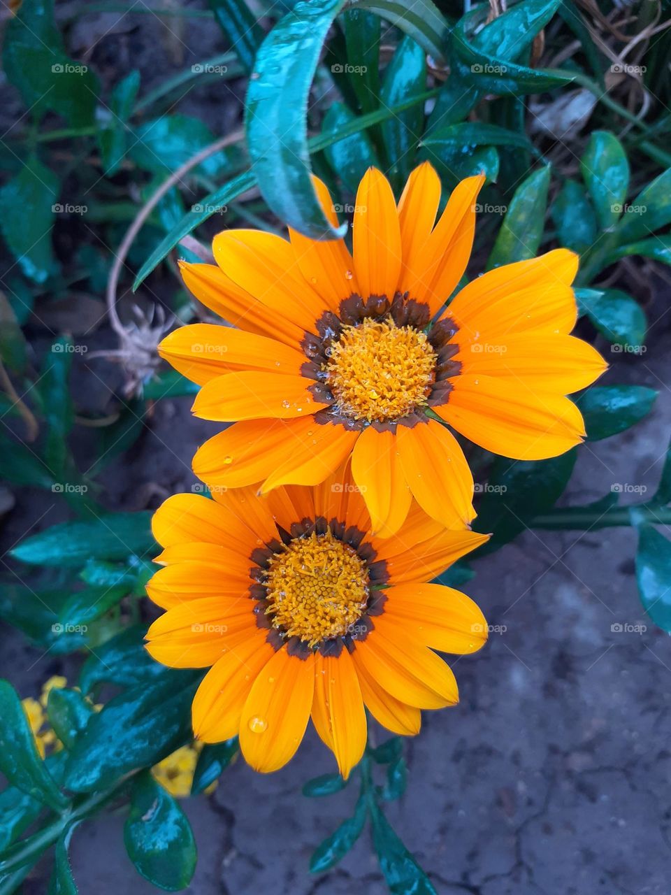 dos flores naranjas en fondo verde