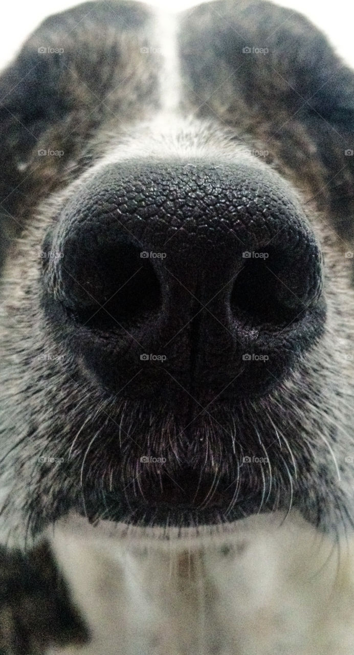 My dog's muzzle!