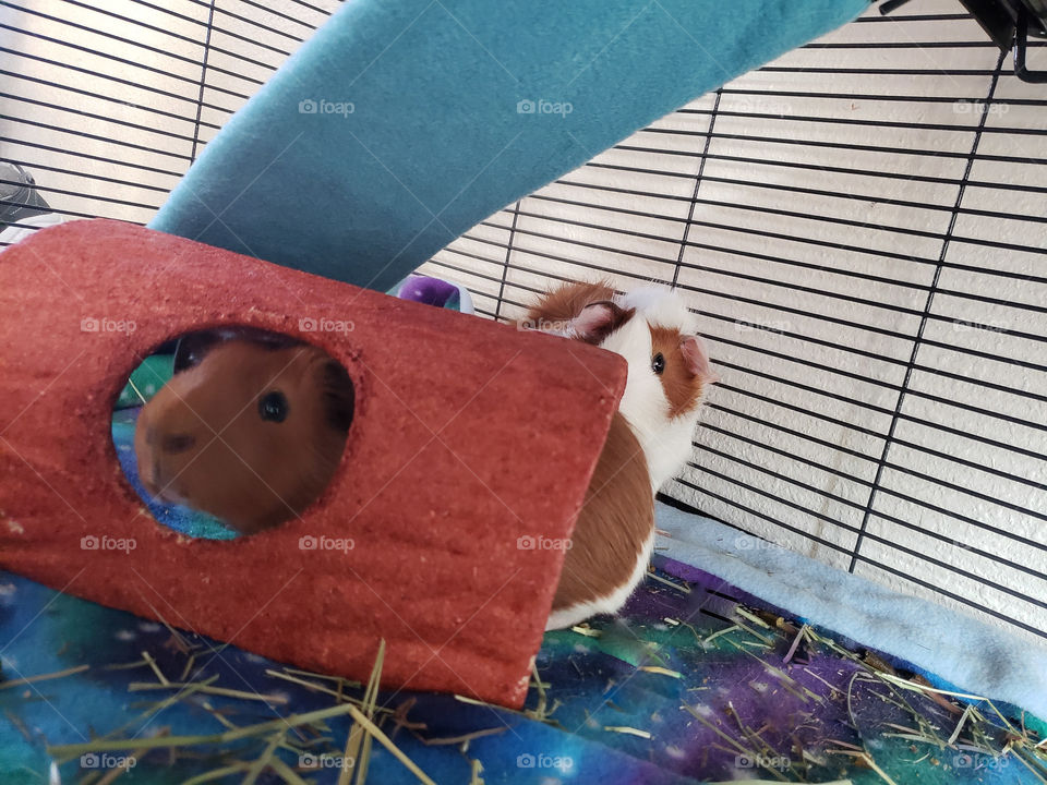 Guinea pig lifestyle