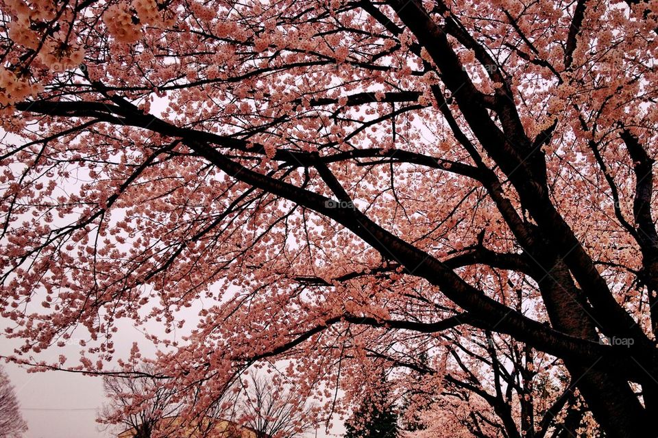 Cherry Blossoms in Bloom 