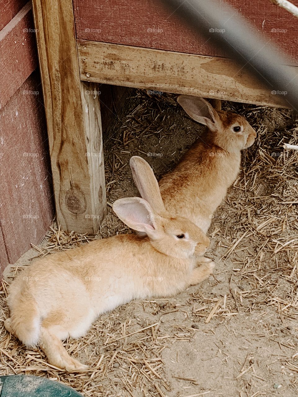 Brown rabbits