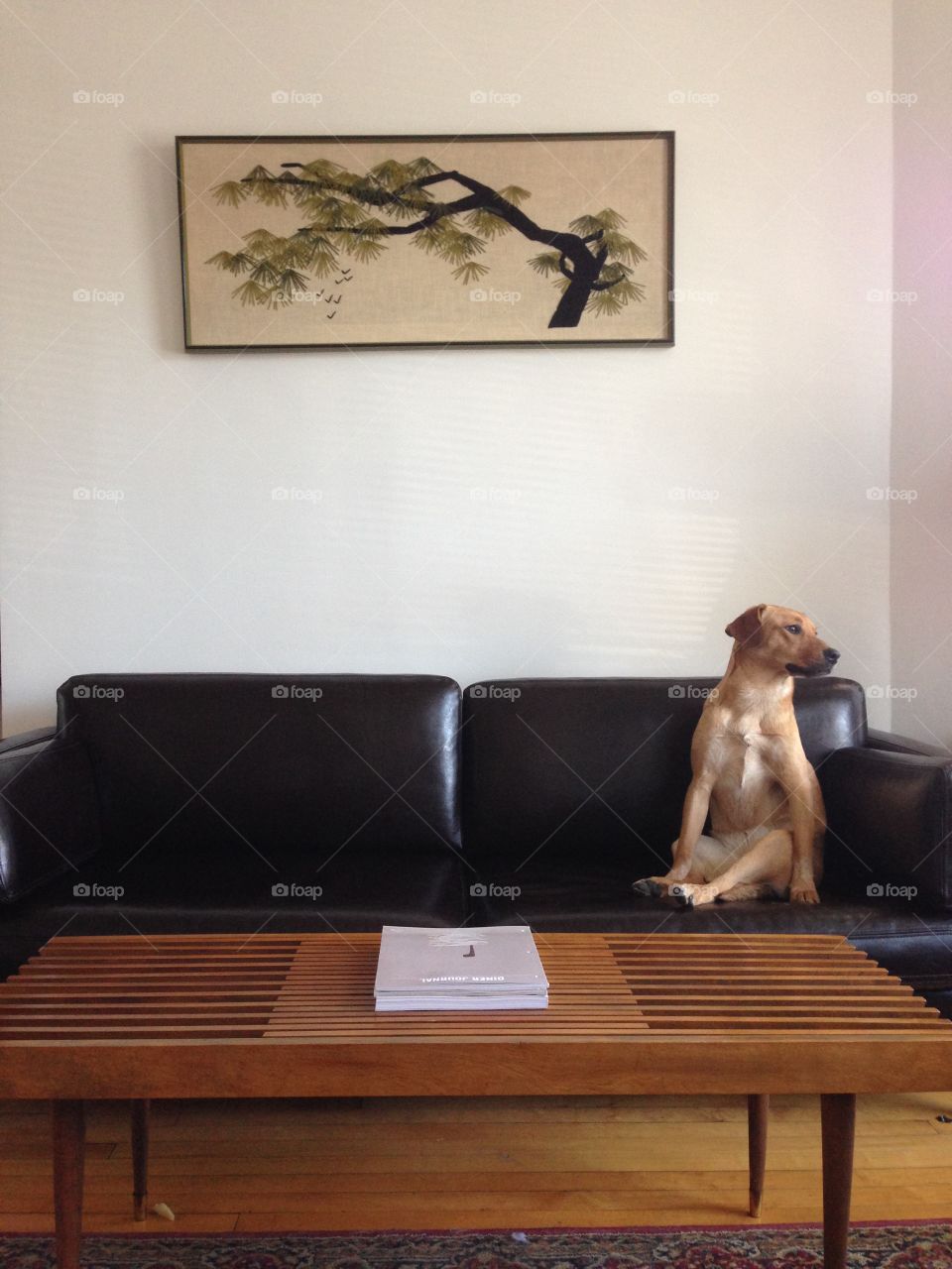 Dog sitting like a human on mid-century sofa with Japanese artwork and mid century coffee table