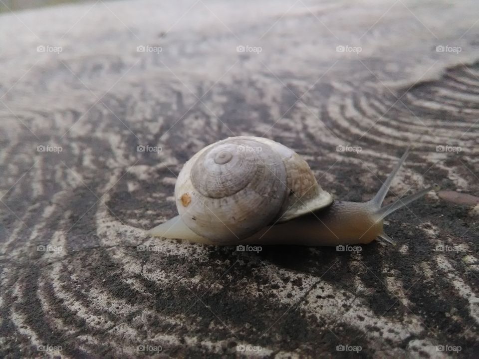 Mr. Snail