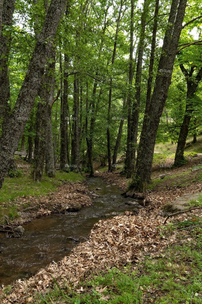 chestnut forest