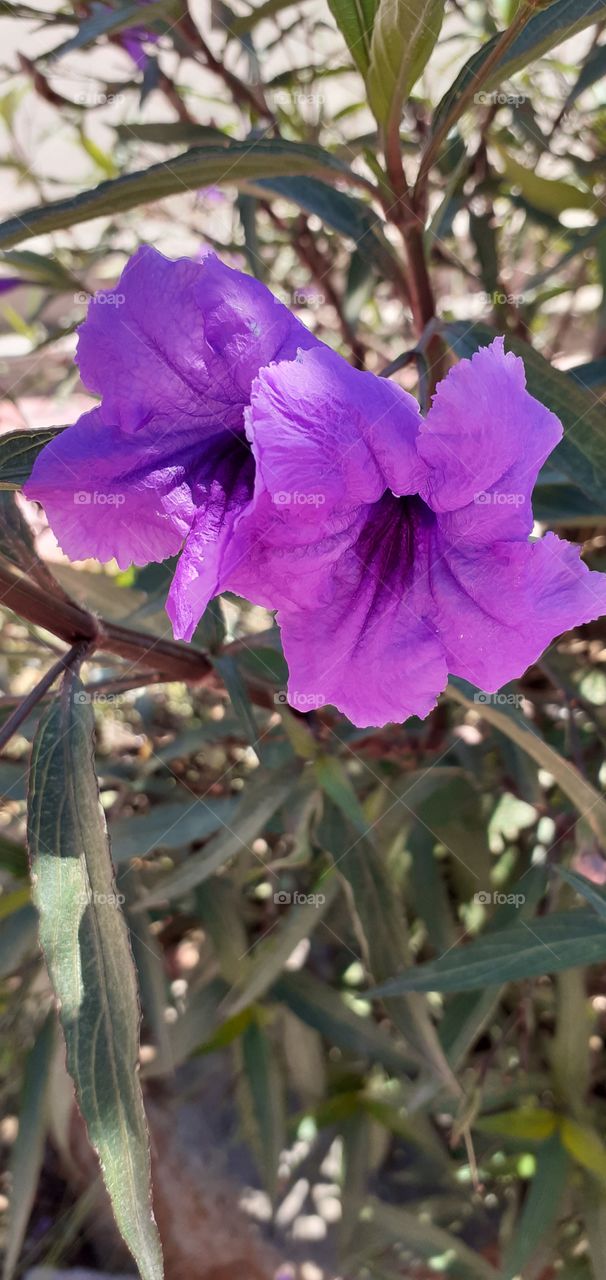 flor lila de mi jardín