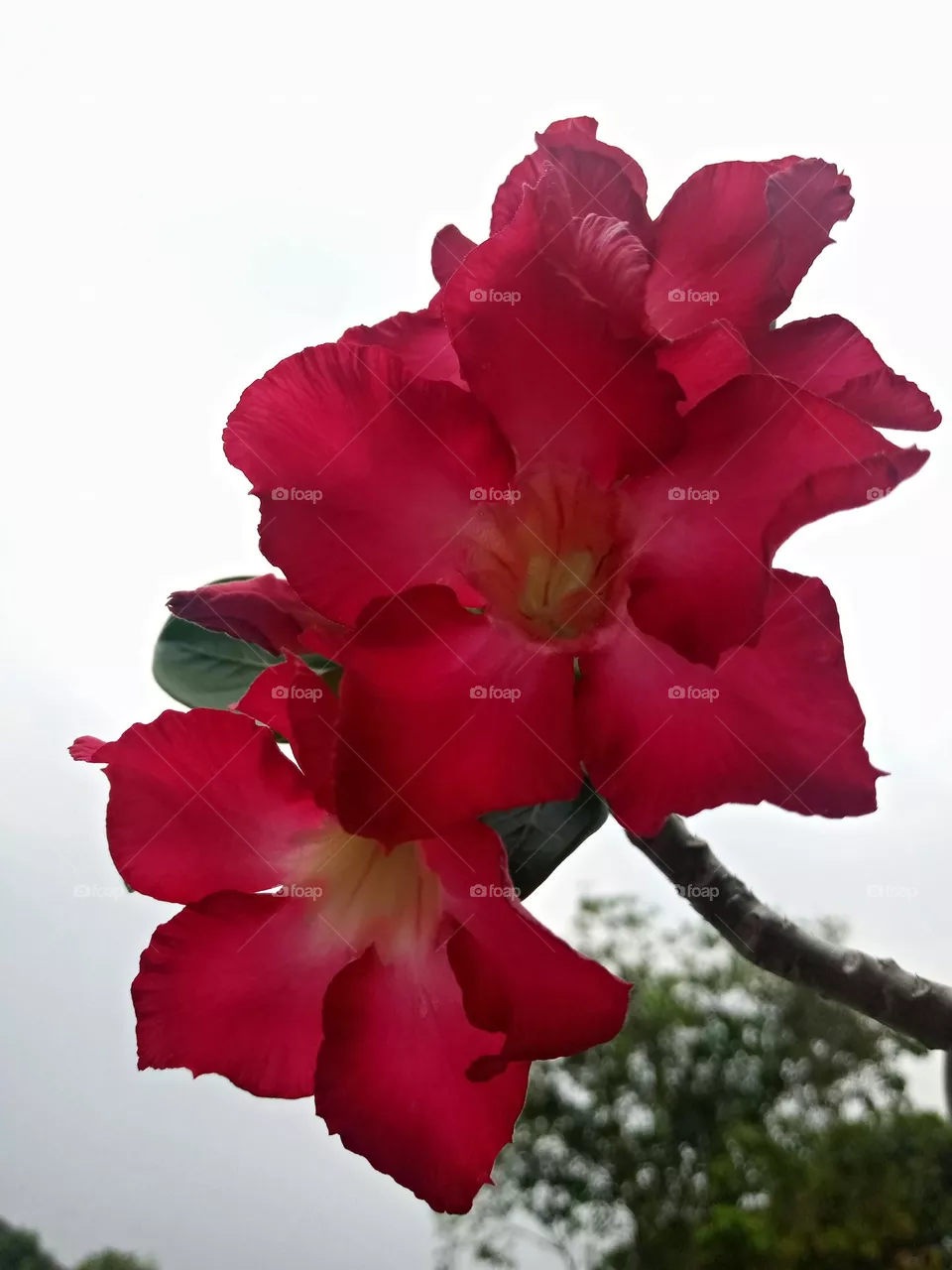 Red flowers