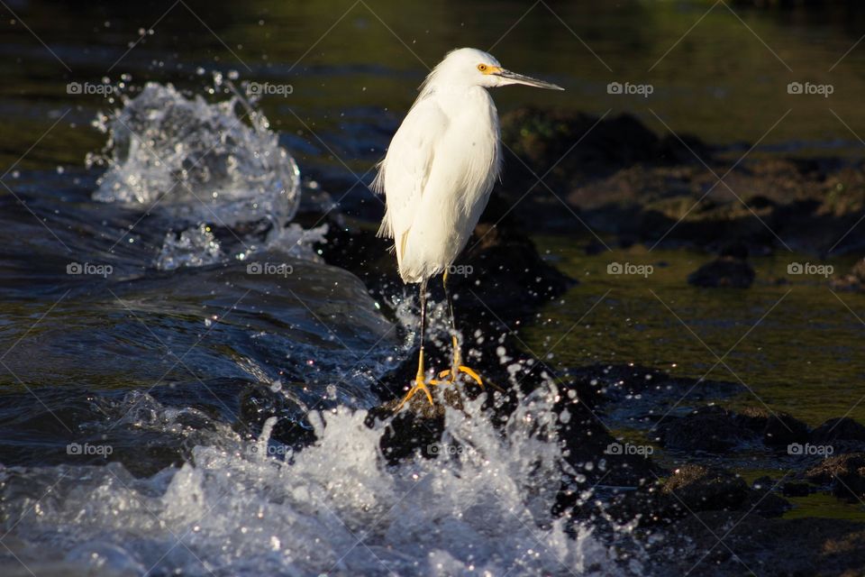 Bird in the beach