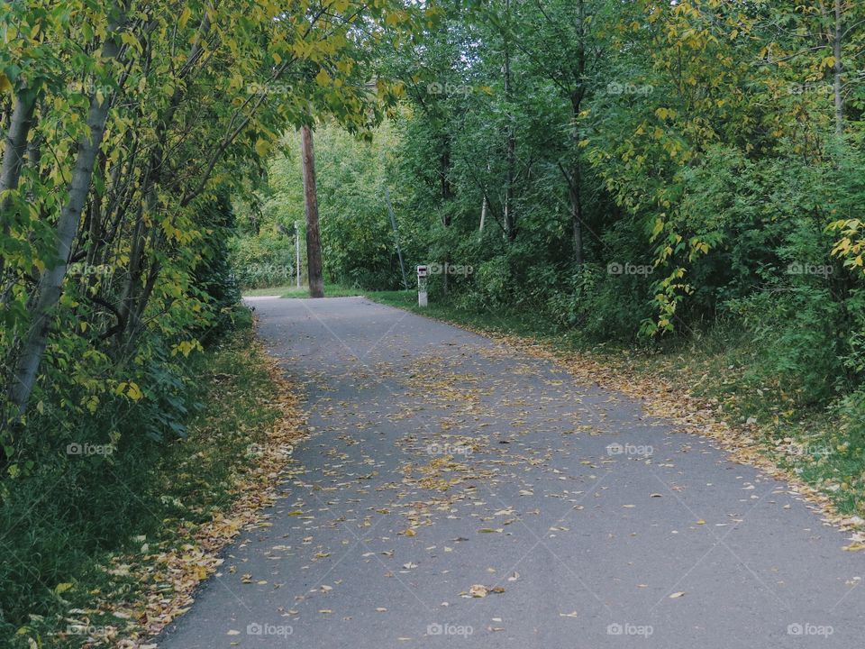 Pathway with yellow leaves
