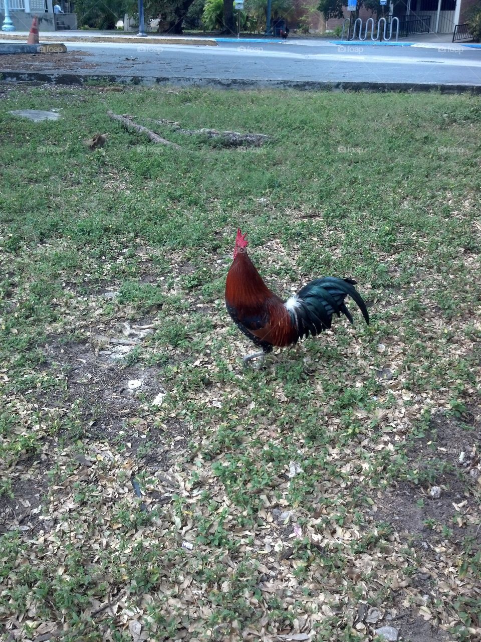 Key West rooster