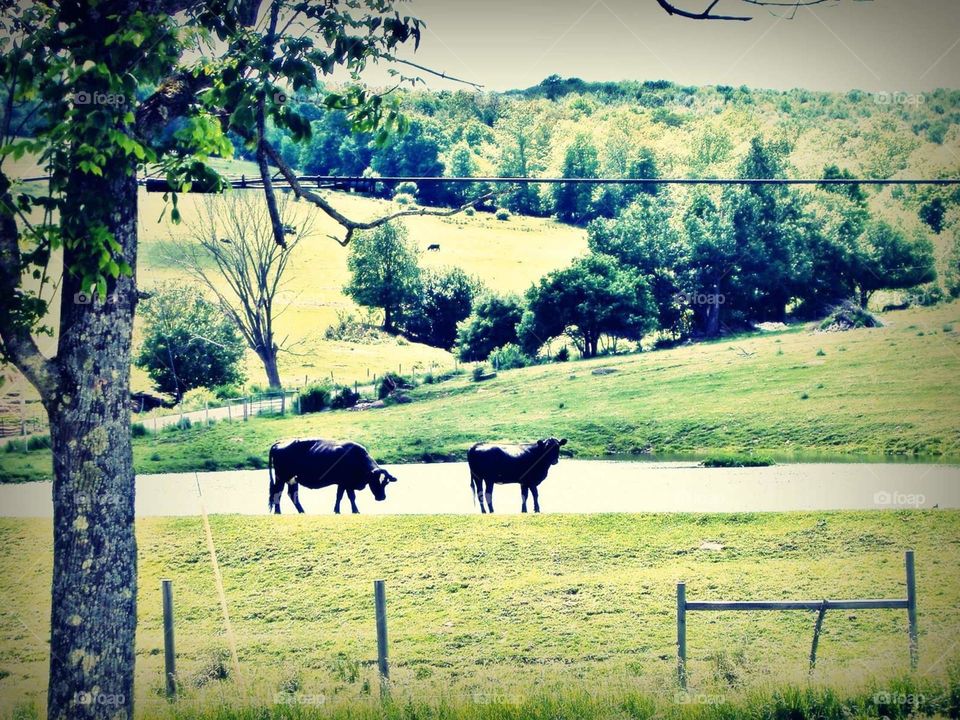 Cows Graising in the Country