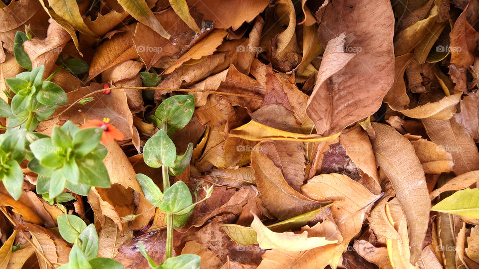 Autumn leaves falling
