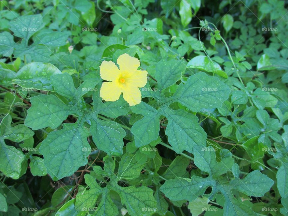 yellow flower on vine. wild grape vine with yellow flower