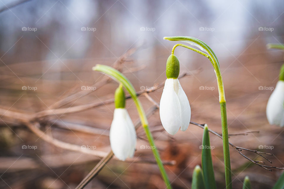 Snowdrops