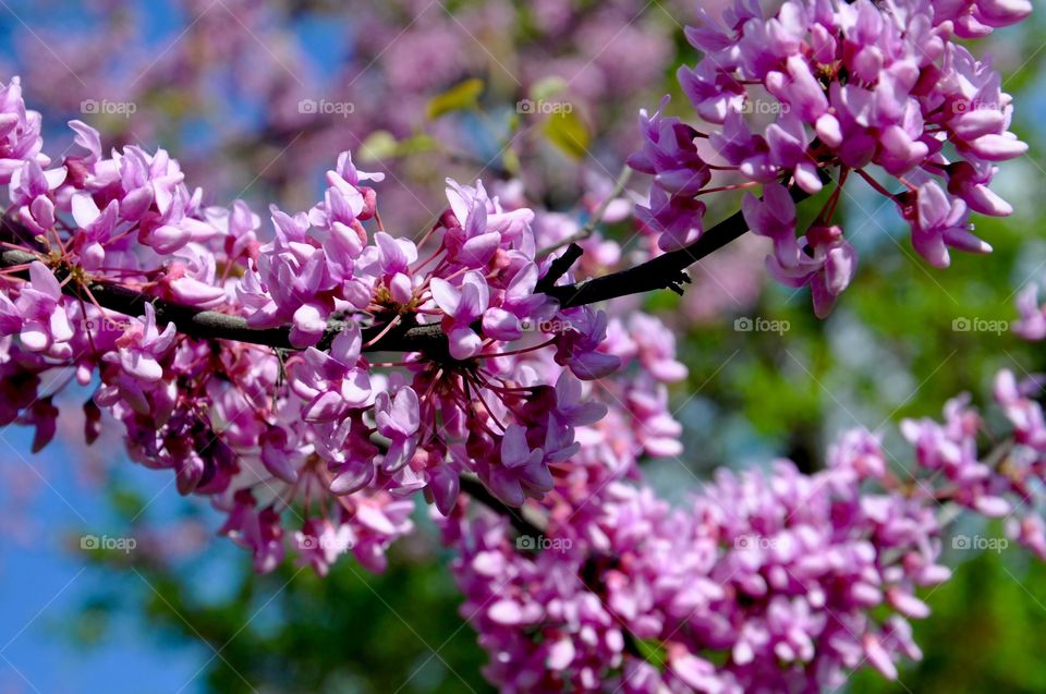 Pink flower blooming on tree branch