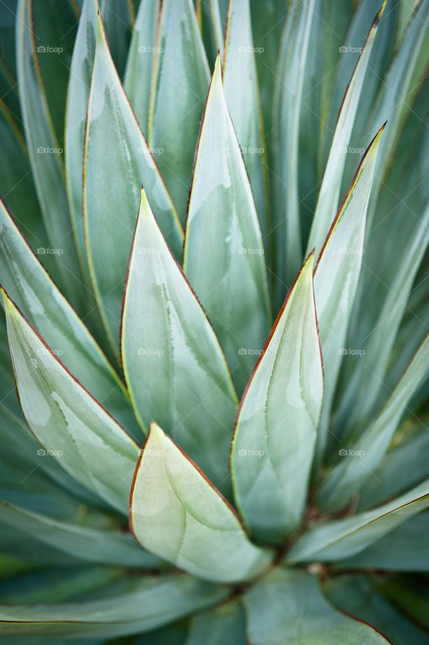 Agave