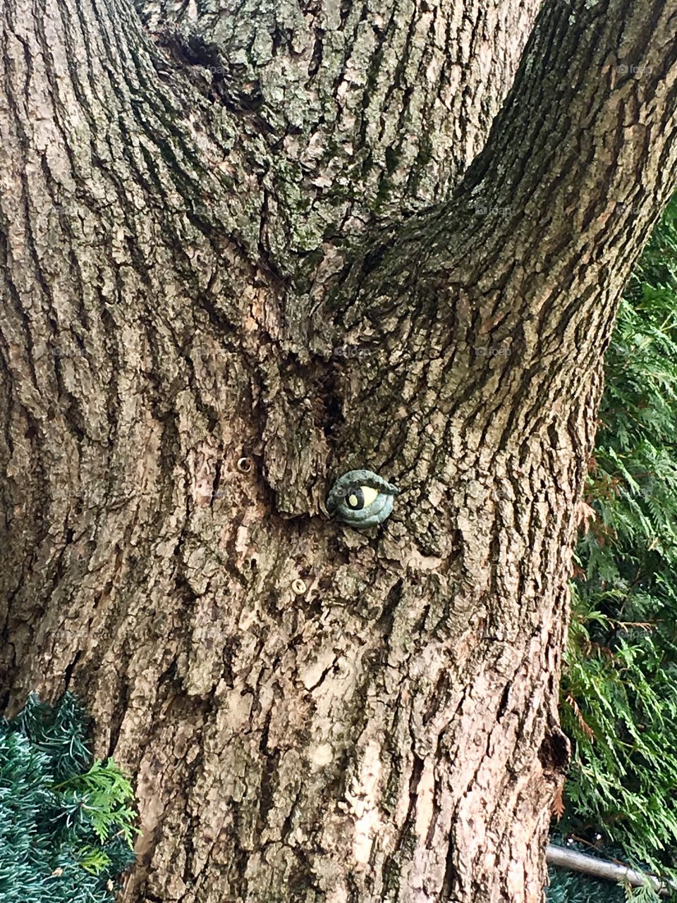 Tree is watching