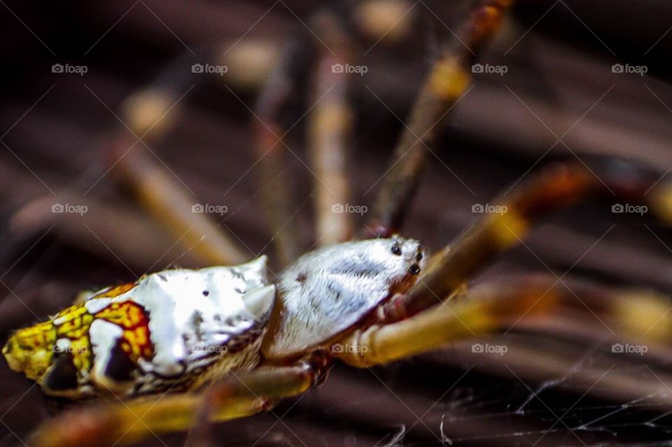 Macro spider