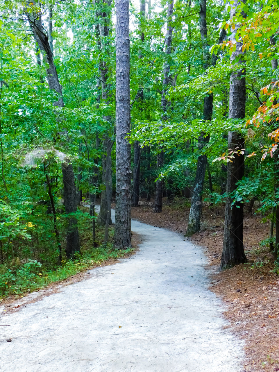 The path less traveled