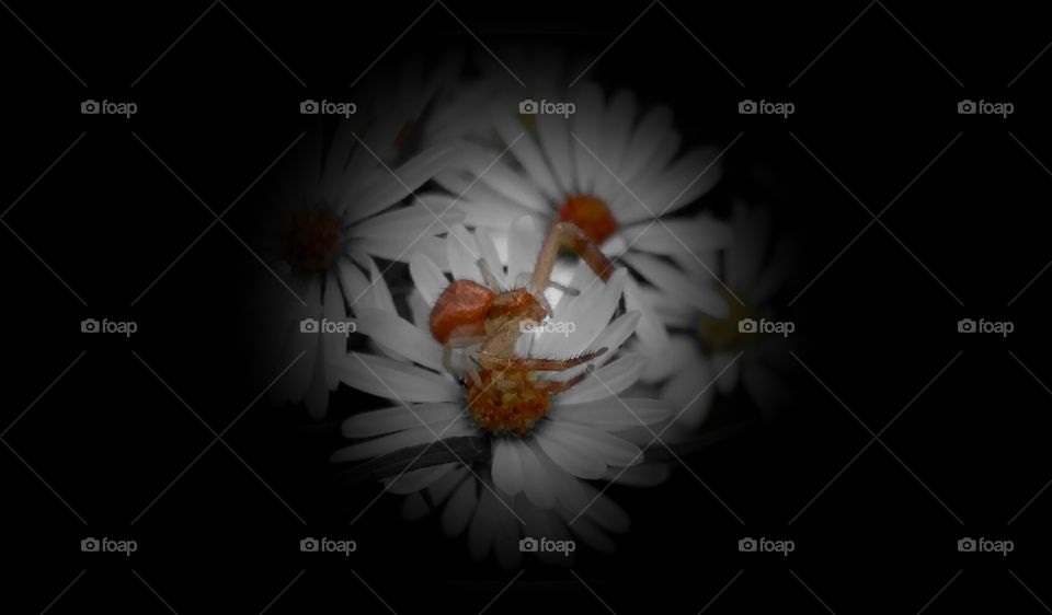 Tiny Spiders Tiny Flower