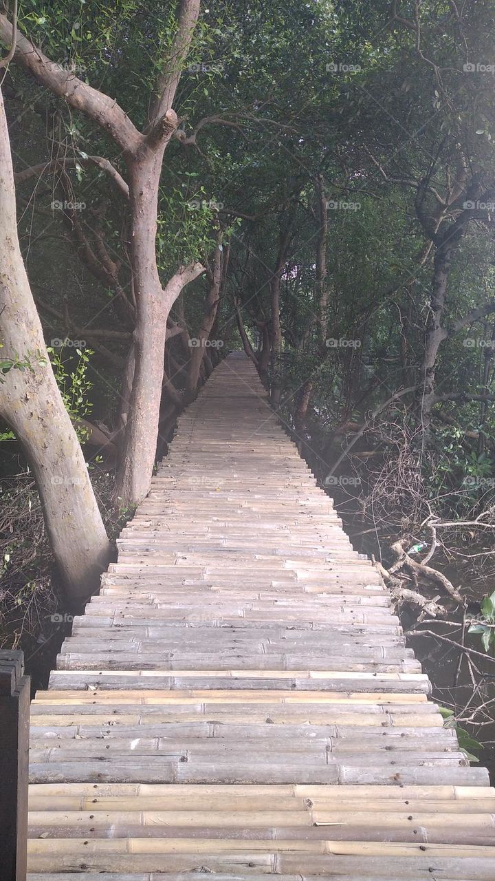 Bamboo brigde in the mangrove forest