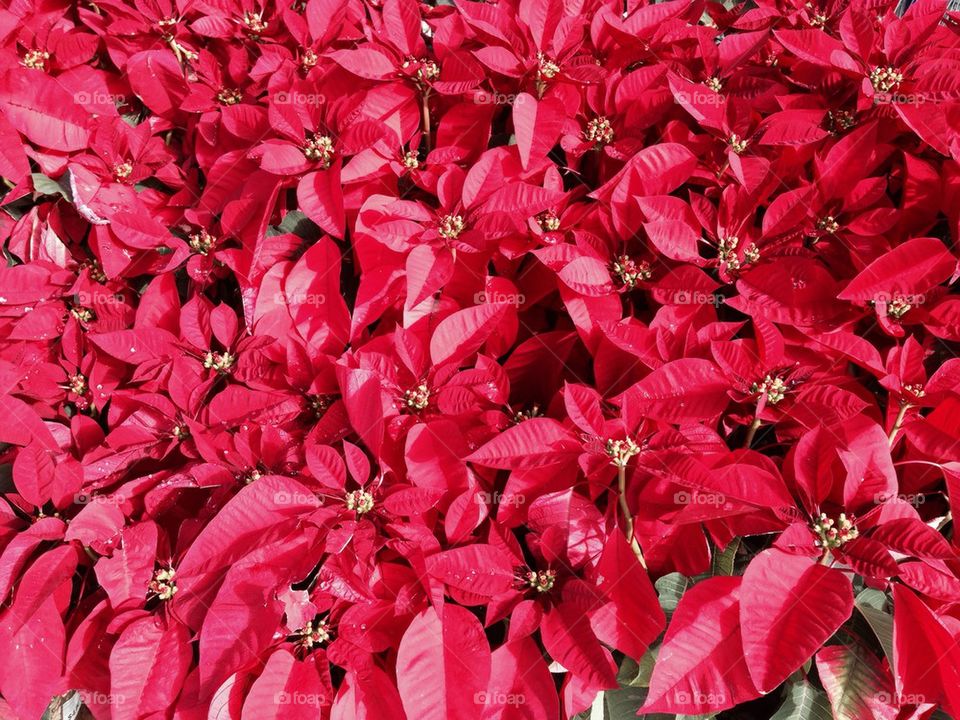 Poinsettia flowers outdoors