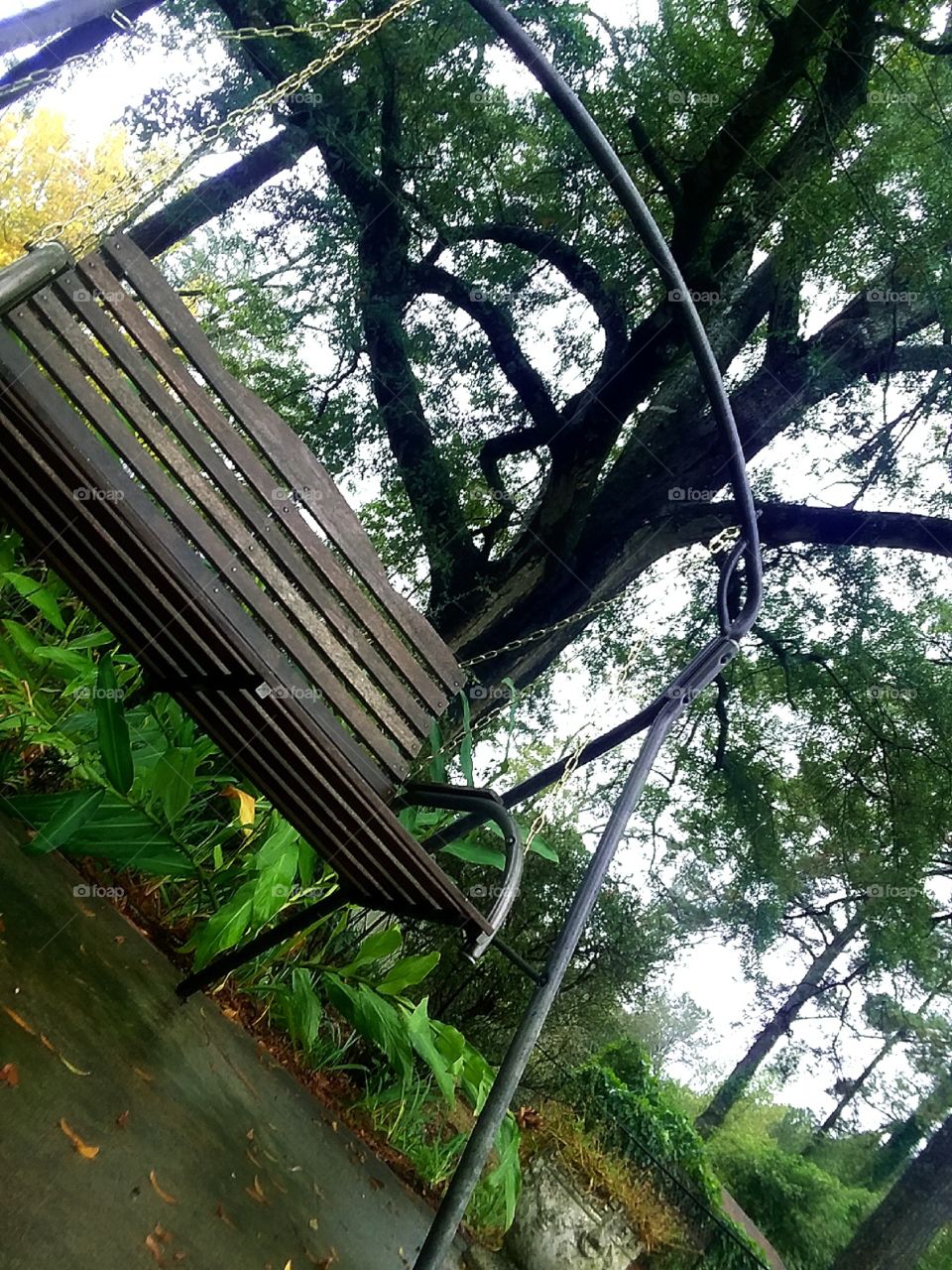 wooden swing in front of a huge tree