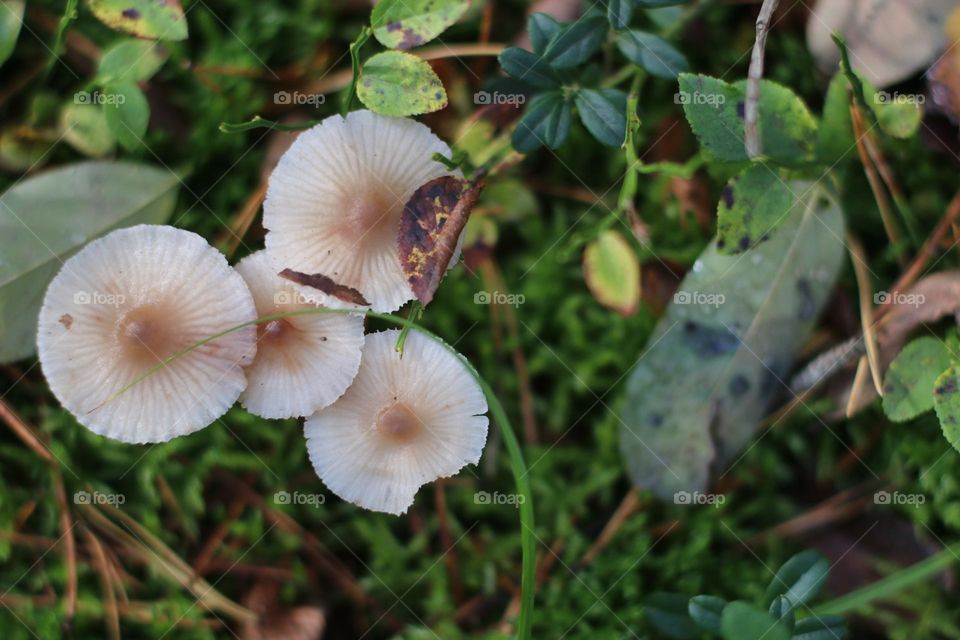 Four white mushrooms between dark green plants from above