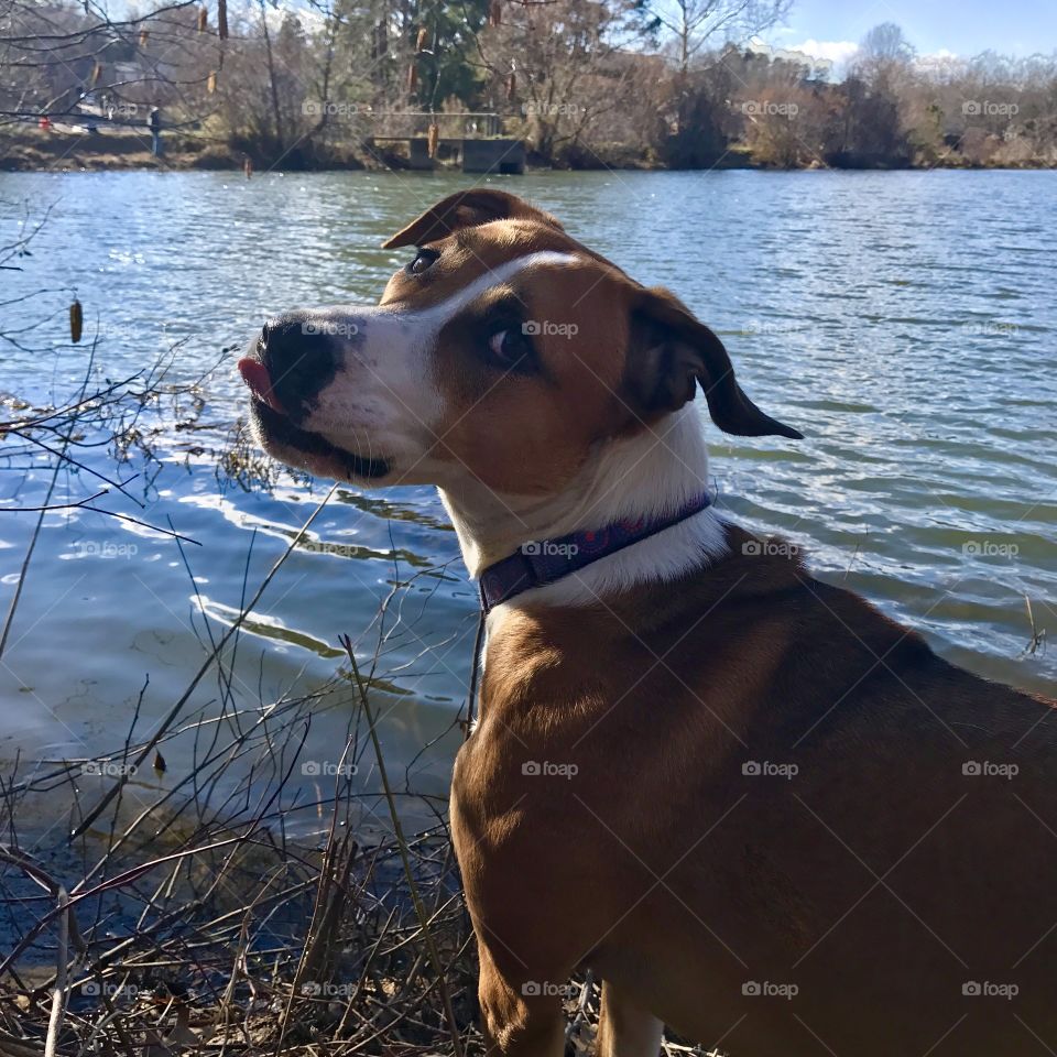 Dog looking over shoulder