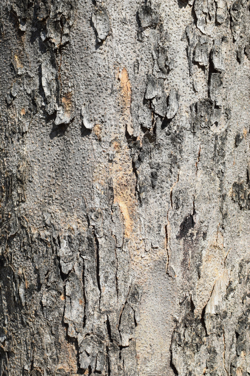 Scale bark is grey color.