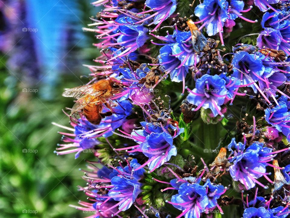 Honey bee pollinating spring flower