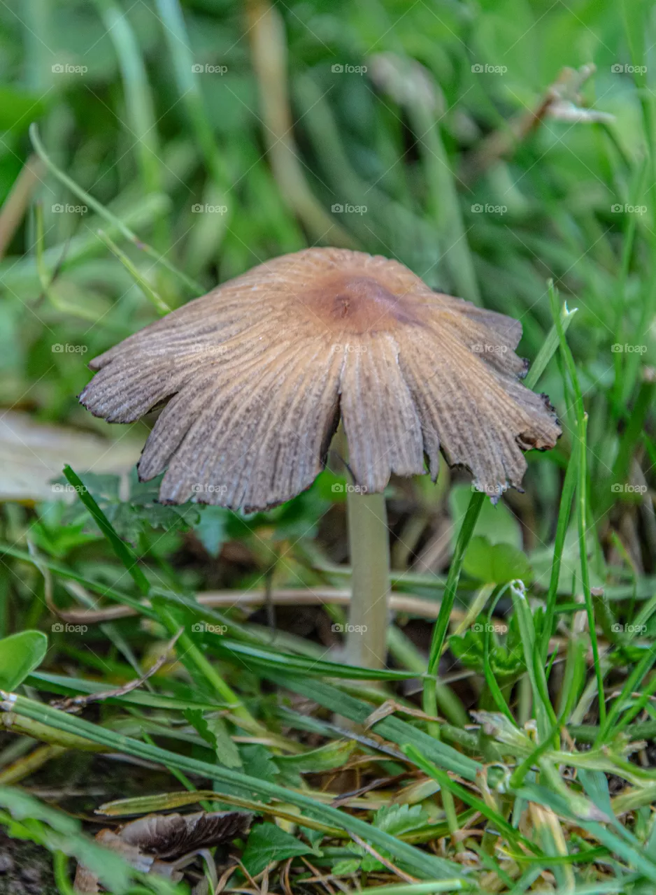 Mushroom