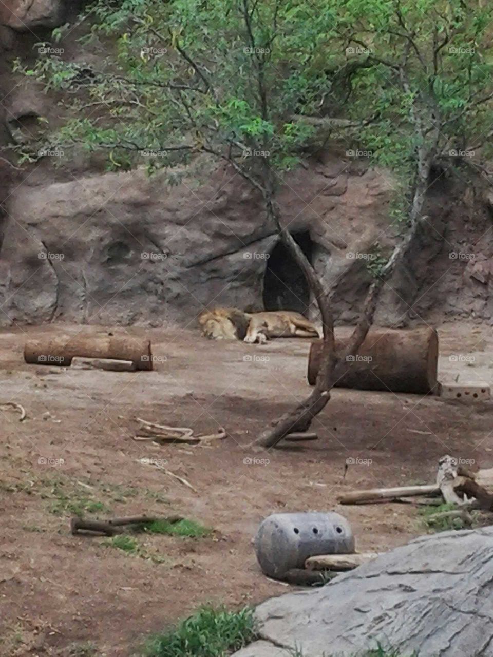 Sleeping lion