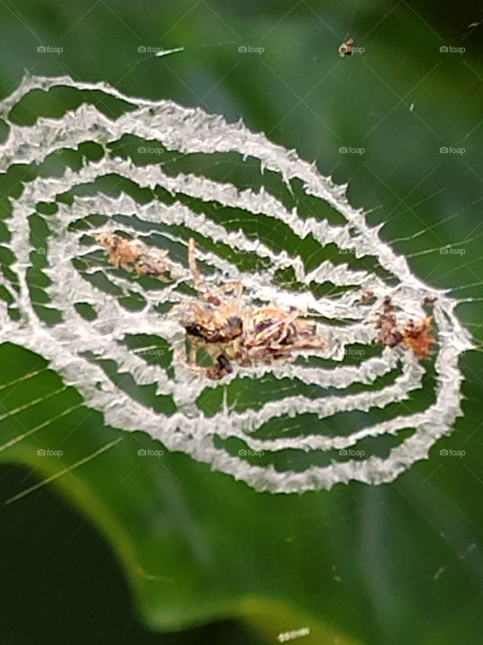 Closeup shots of dead insects on the spider web