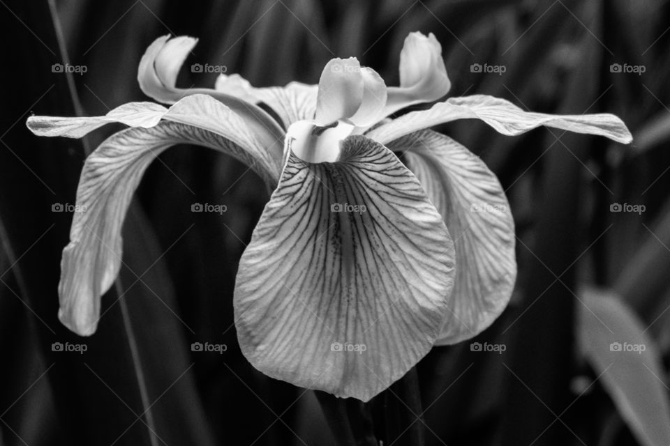 Foap, Color vs Black: Closeup of an Iris in the swamp showing soft delicate texture. 