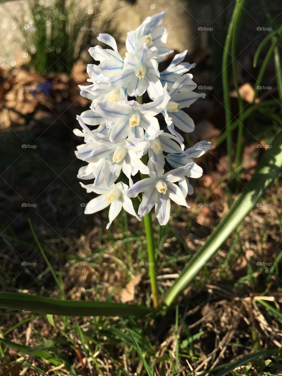 Hyacinth 