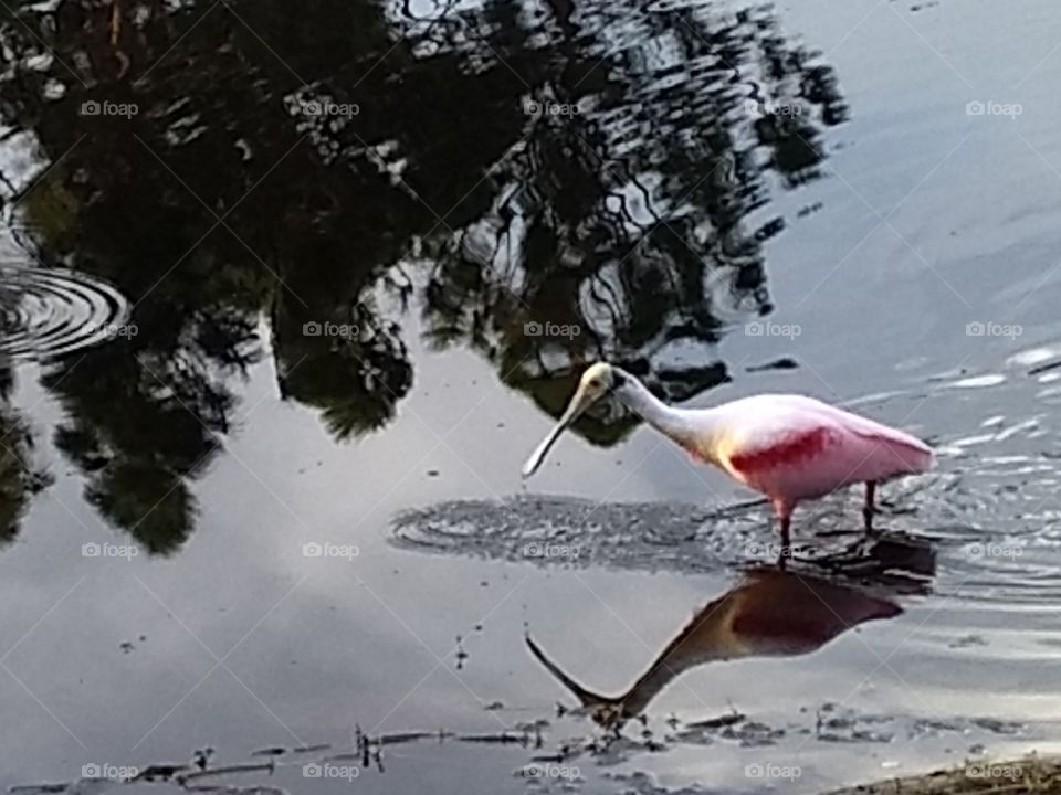 Roseate Spoonbill