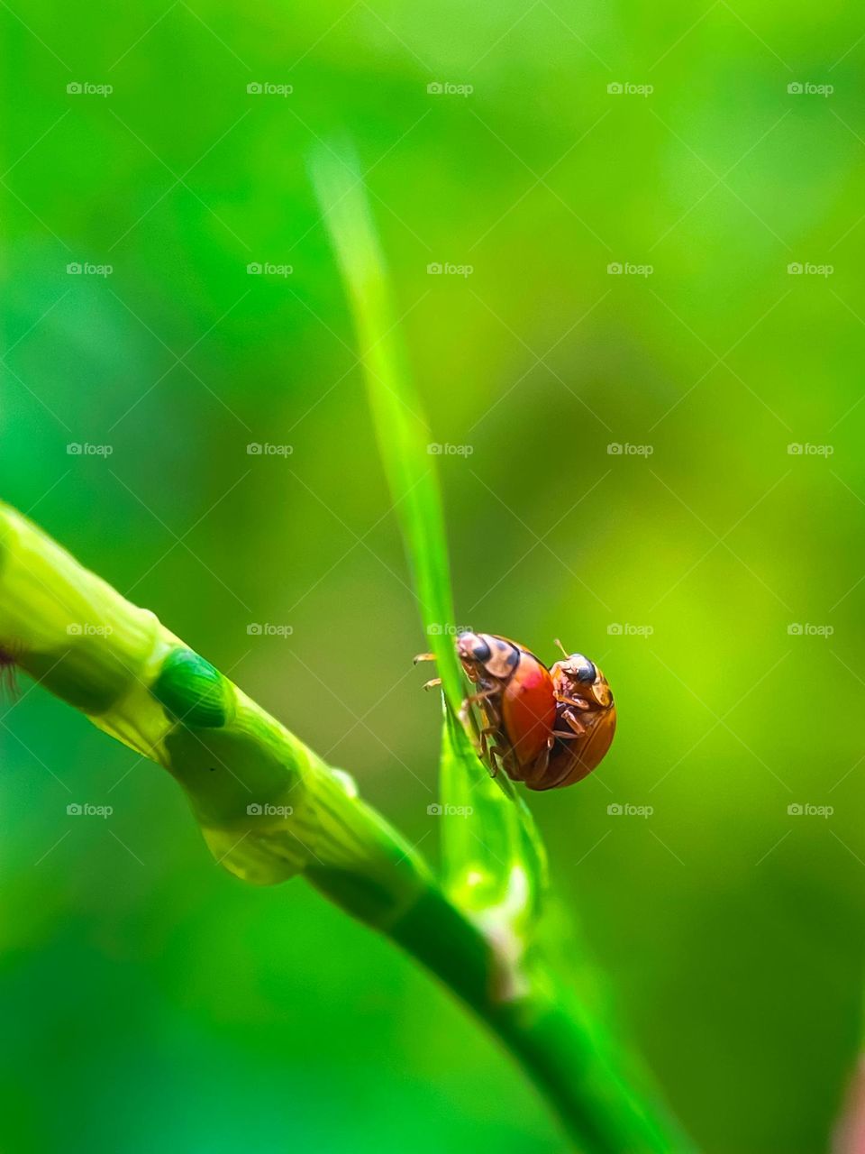 Macro view of two ladybugs mating with green blurry background 