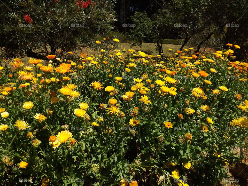 Calendula officinalis, known as marigold or daisy.