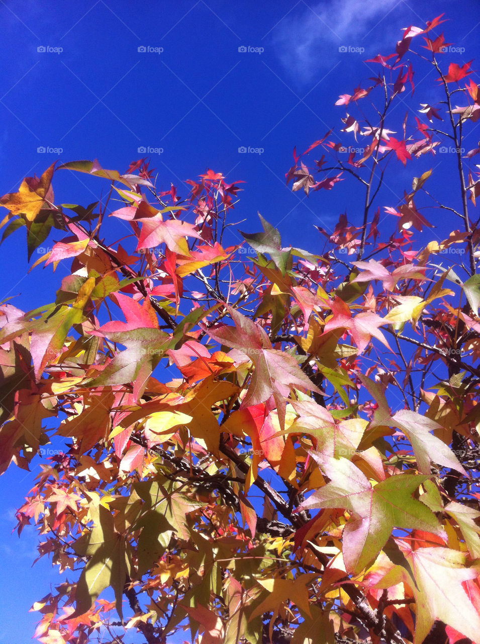 sky blue red leaves by beanzy