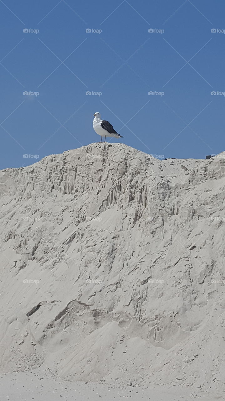 Bird on sand dune