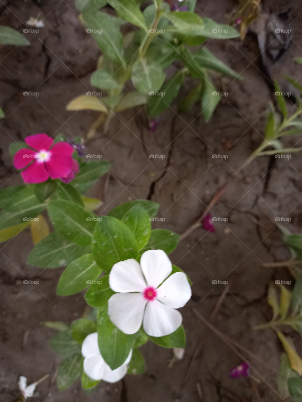оrrow and red flowers,