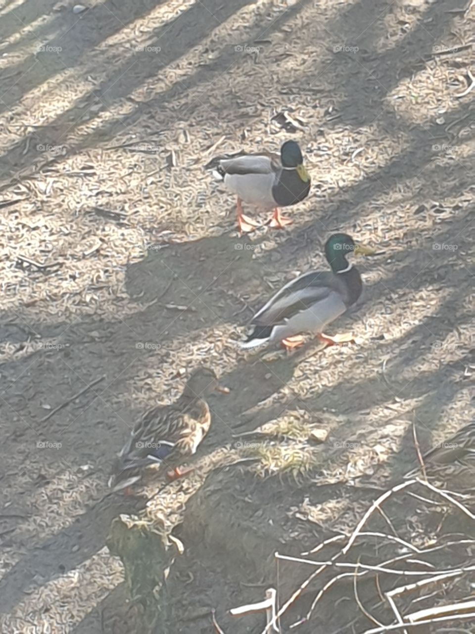 Enten