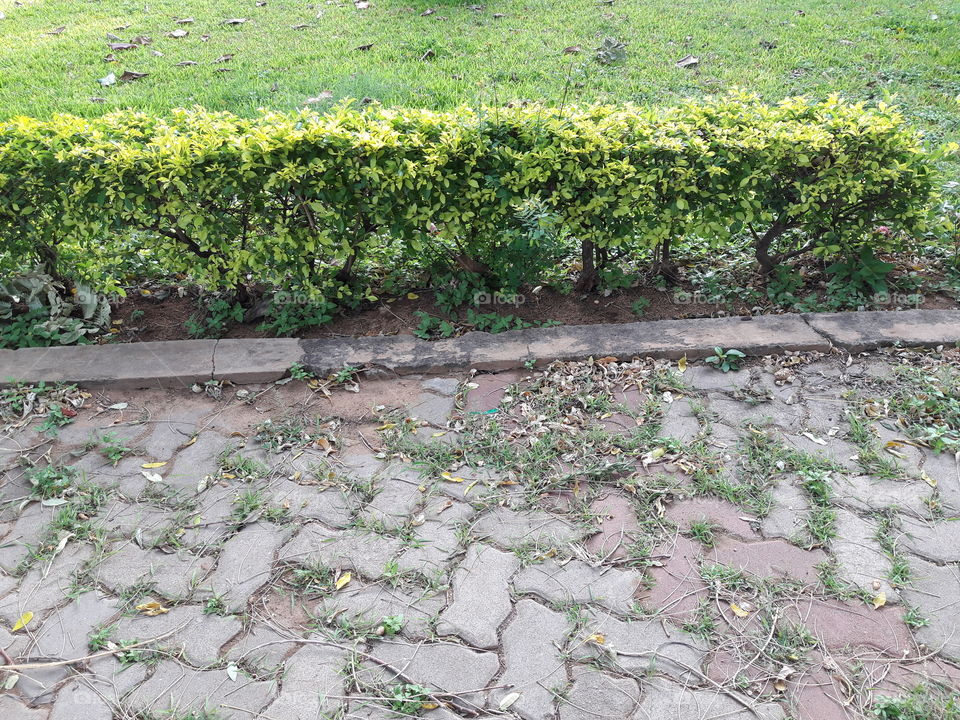 foot path green grass garden