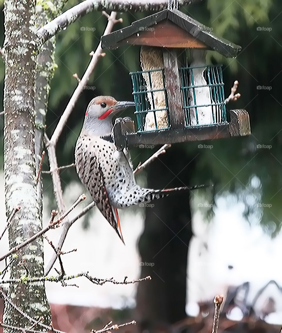 Flicker Time